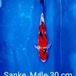 Sanke