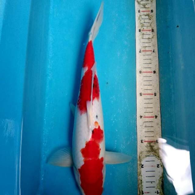 NINDAN SANKE 39cm
