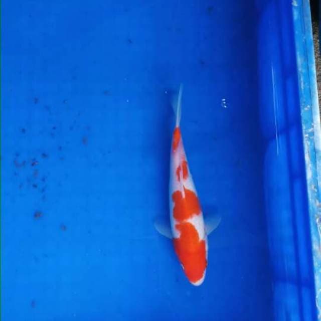 Kohaku 20 cm