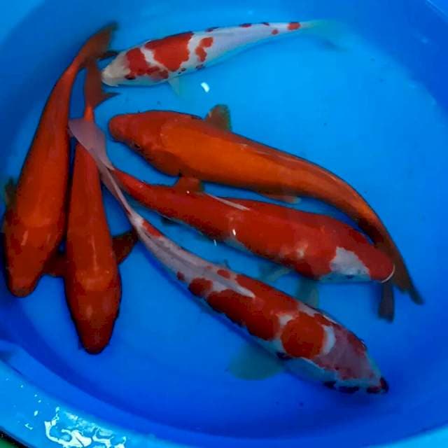 Kohaku beni goi 23 -30cm