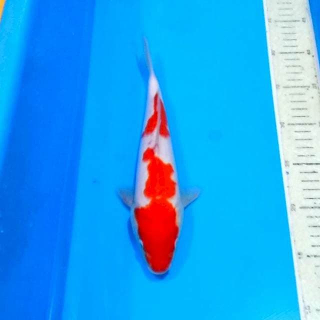 Male kohaku merah pekat 