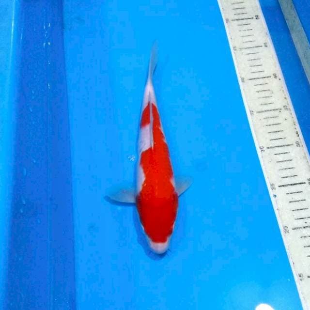 Kohaku merah