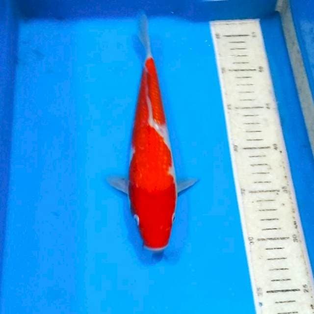 Ginrin kohaku merah