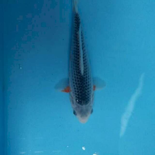 Asagi 21cm