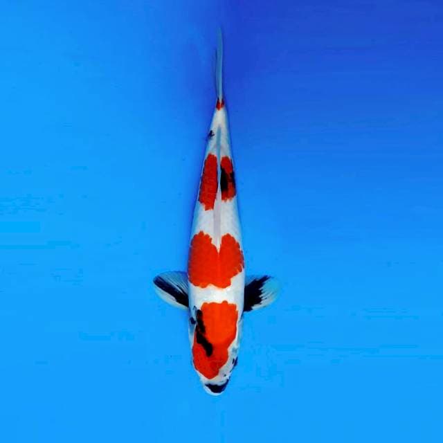 ATAKA 4 - SHOWA EVOLUTION SPC ®