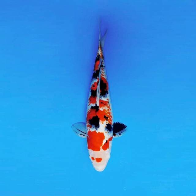 ATAKA 8 - KANOKO SHOWA ®