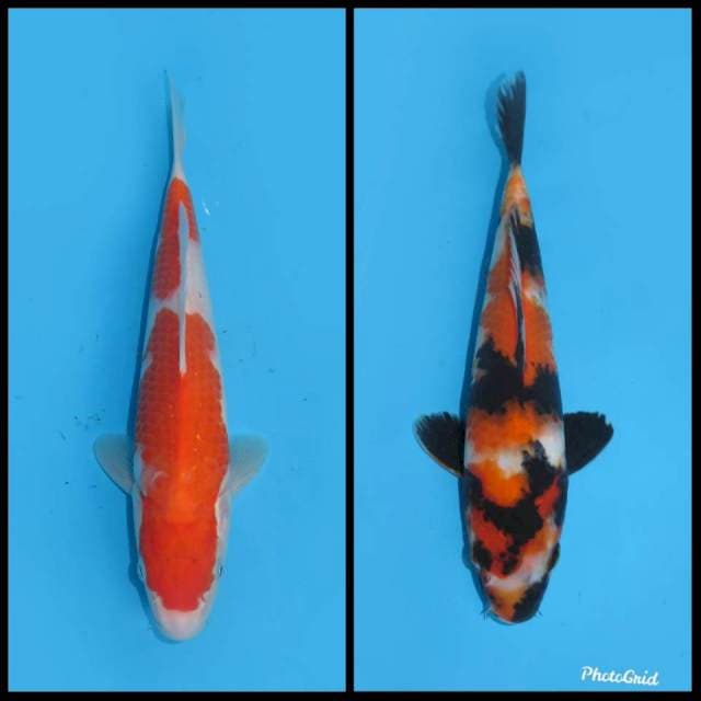 Mix Kohaku Showa - 25bu dan 30bu 