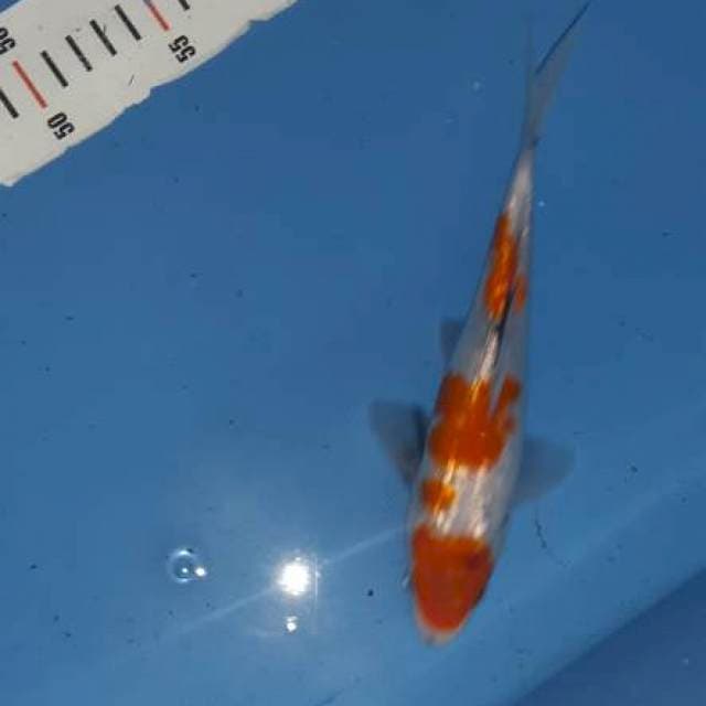 Kohaku ginrin 3 step