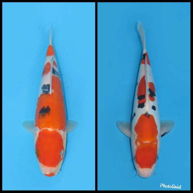 Sanke dan Doitsu - 30cm+-