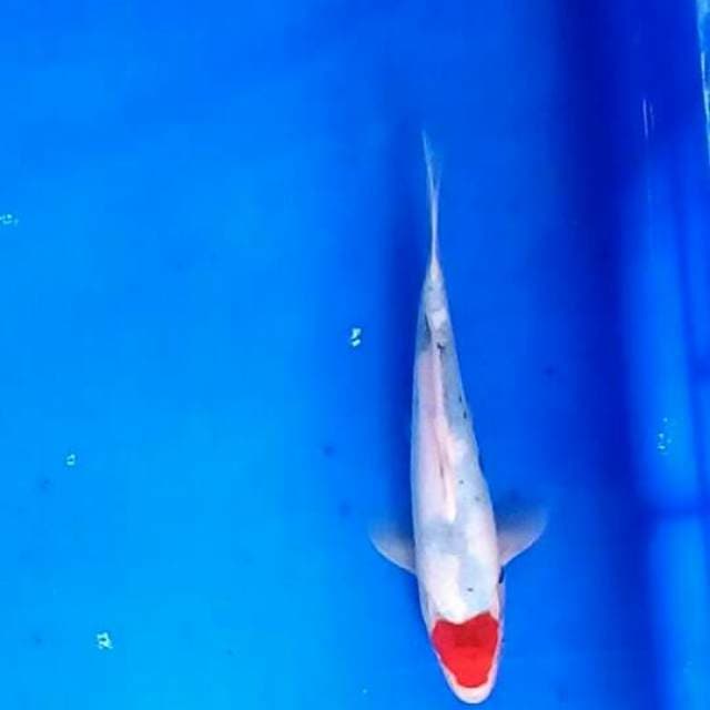 Tancho 23 cm