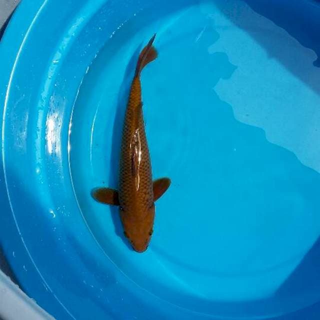 Chagoi Tembaga