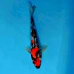 Showa ginrin 29 cm