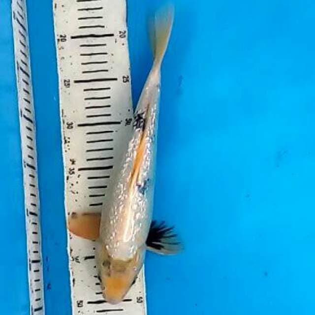 Shiro ginrin 33 cm