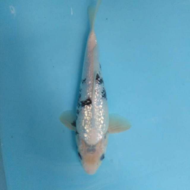Shiro ginrin 25 cm