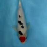 Tanco 29 cm