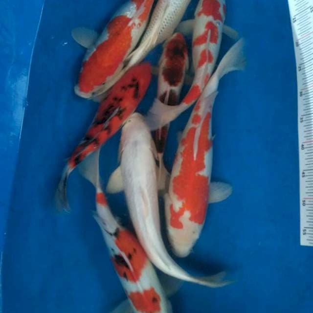 Sk mix koi