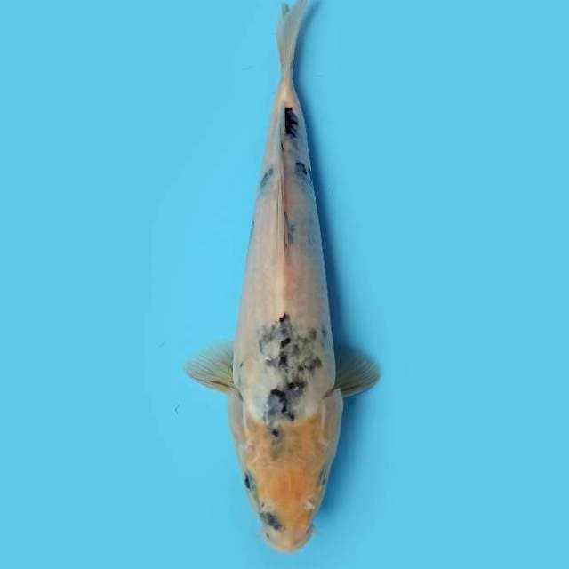Shiro Tategoi 30 cm