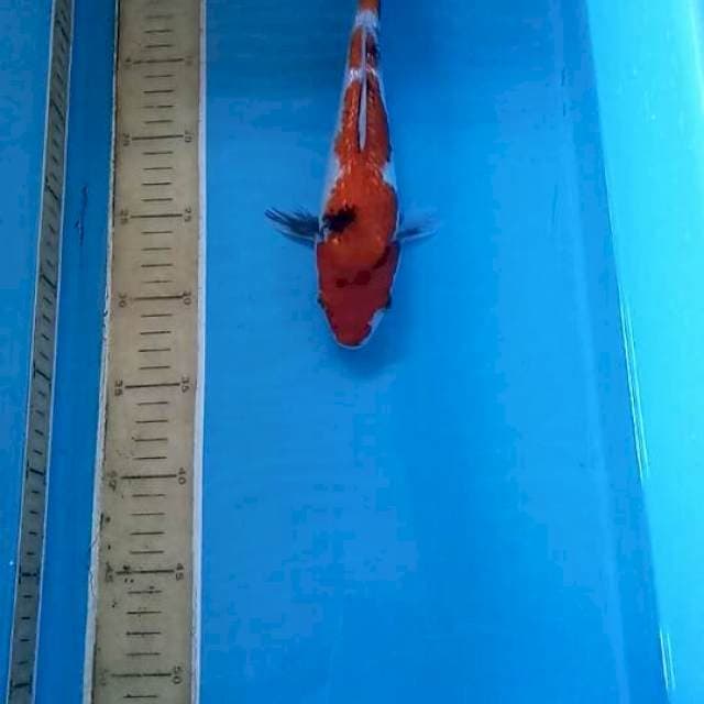 Sanke ginrin 27 cm punuk