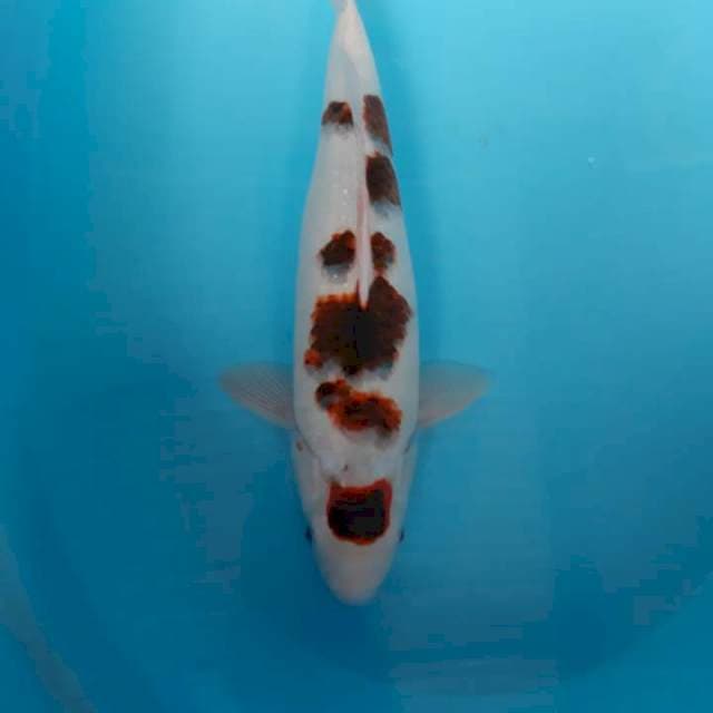 Mamud goromo
