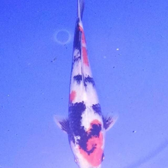 Showa 20cm