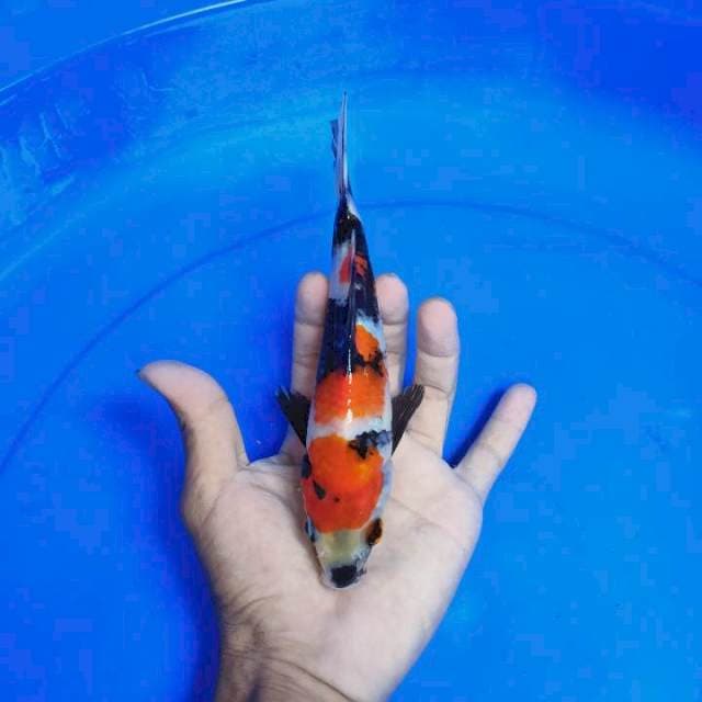 Showa Sansoku 17 cm SQ