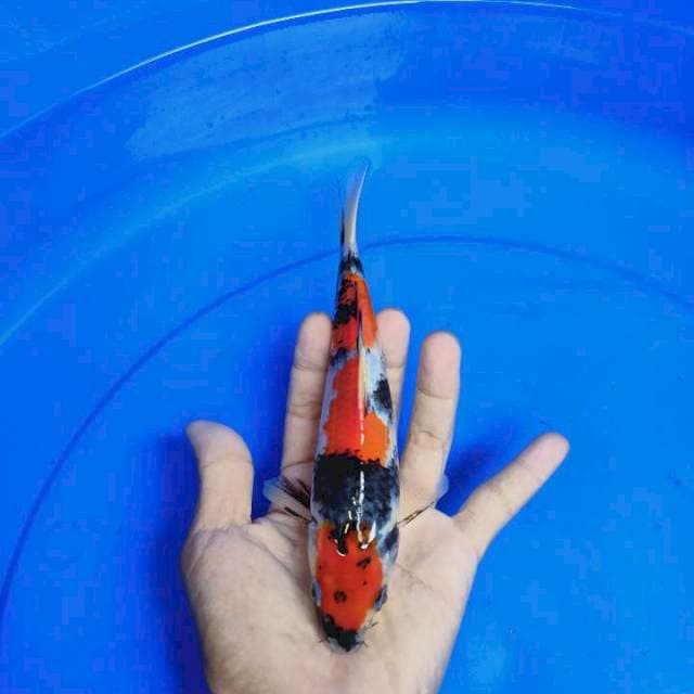 Showa sansoku 17 cm  SQ