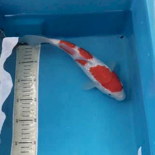 Kohaku Ginrin 29 cm