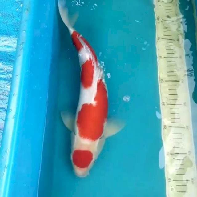 Maruten Kohaku 40 cm Male
