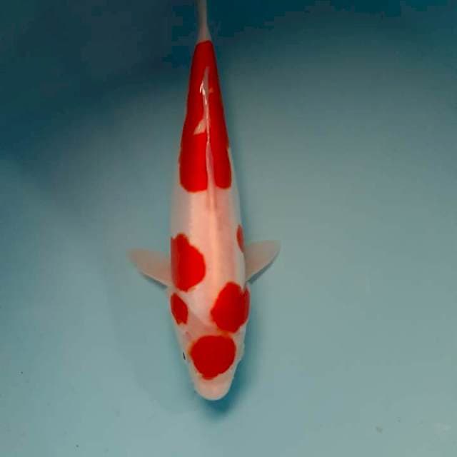 Doitsu kohaku