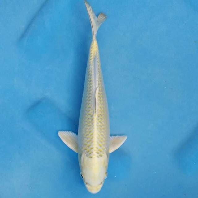 Okawa Mukashi Ogon