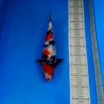 Showa female size 36 cm