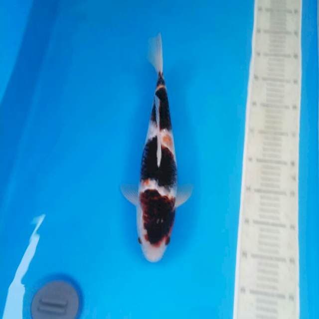 Goromo size 37 cm