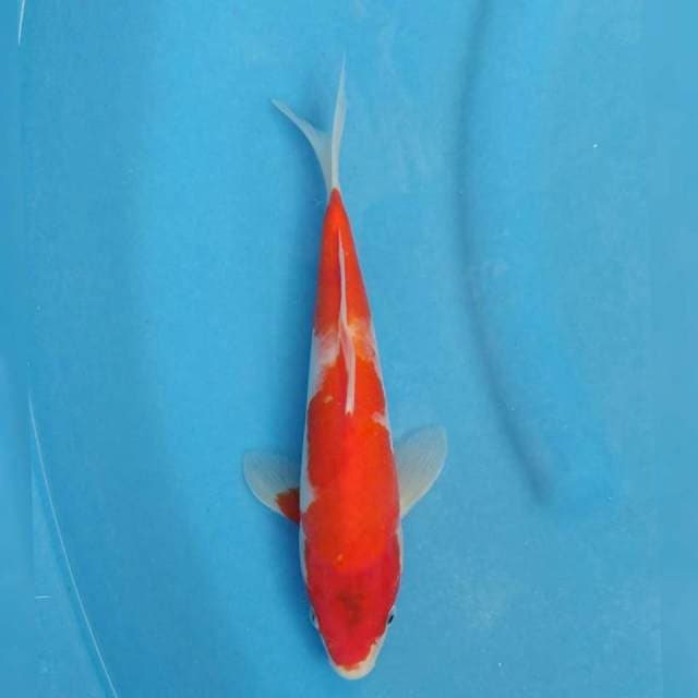 Okawa Kohaku
