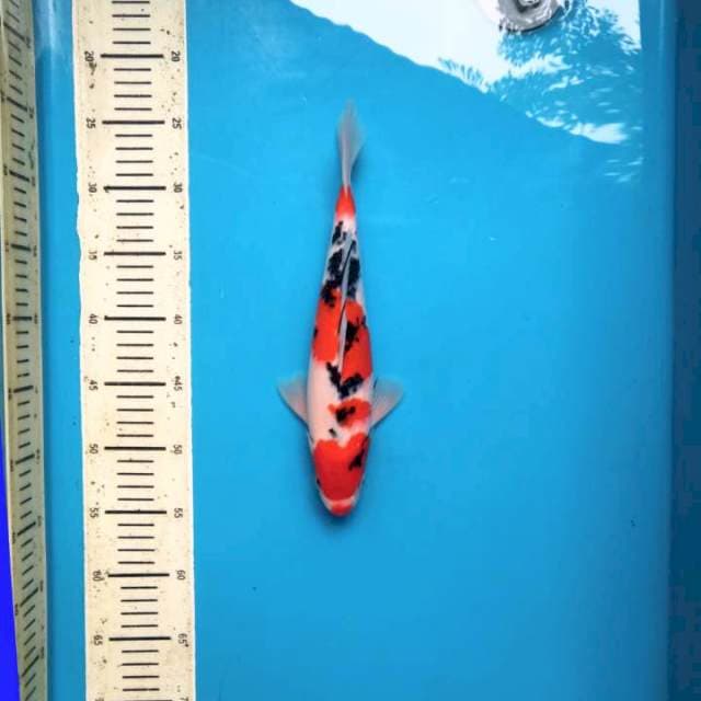 Kuchibeni sanke 30cm Male