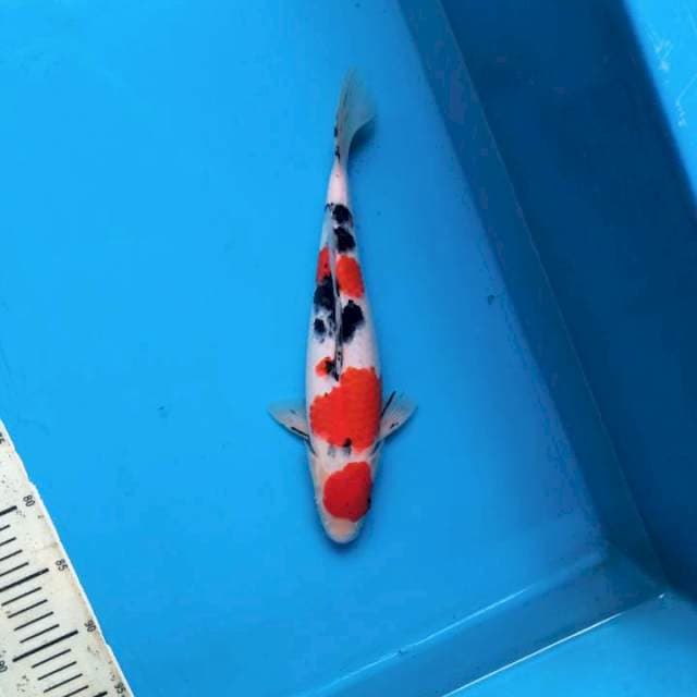 Maruten sanke 33cm Female
