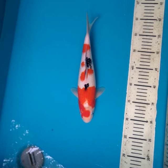 Tsubo sanke 31cm Female