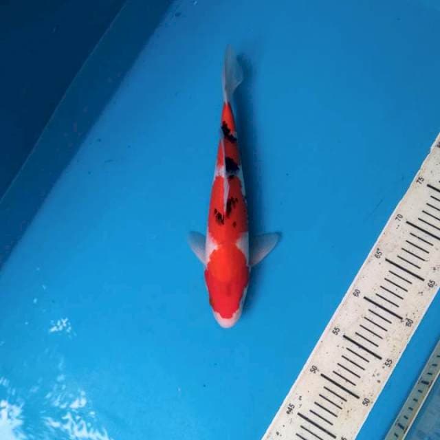 Stright sanke 32cm Male