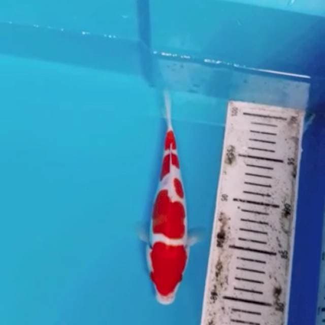 kohaku doit 25cm