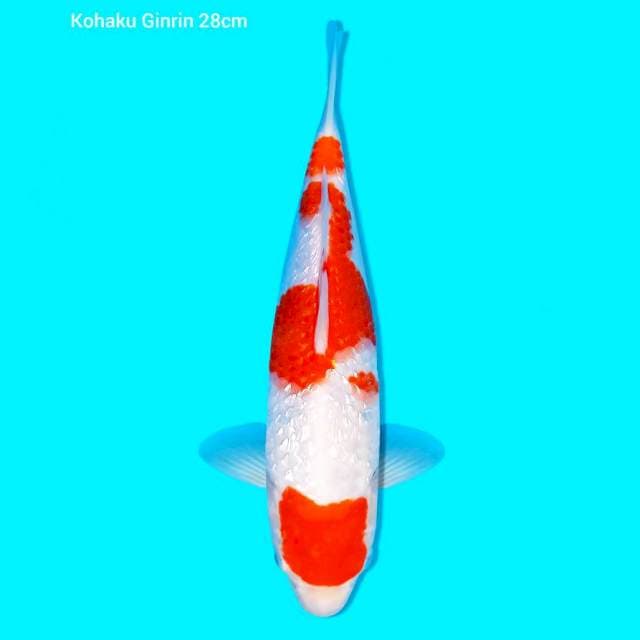 Kohaku ginrin 28