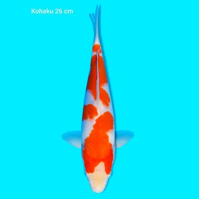 Kohaku 26 cm