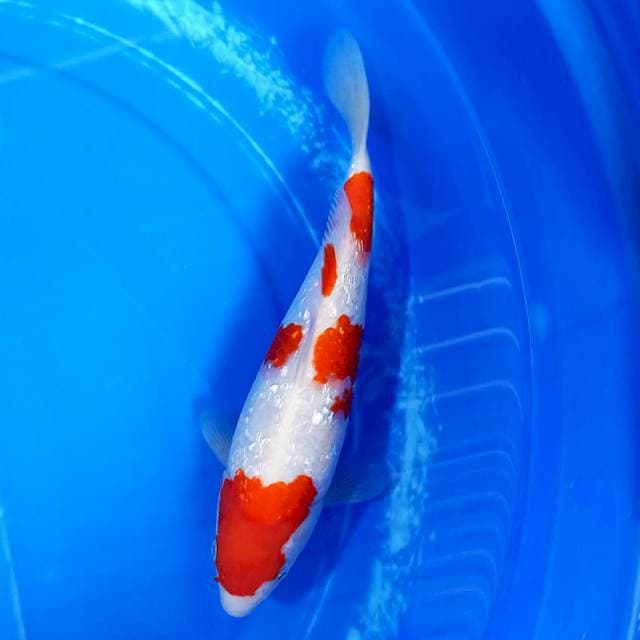 Kohaku ginrin 28