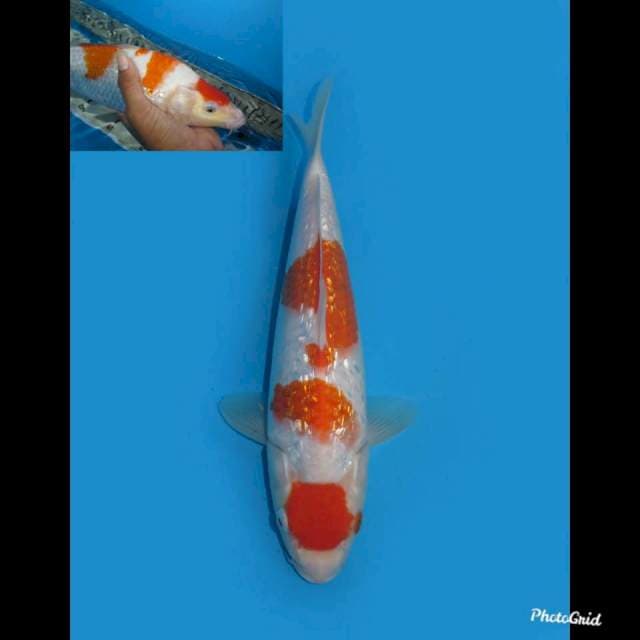 30cm , Jumbo Tosai Maruten Ginrin ,  Female