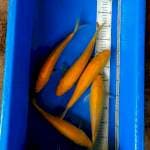 Karasi yellow 1paket