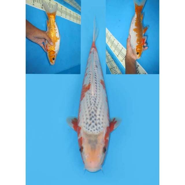 Red Asagi Pola - 32cm