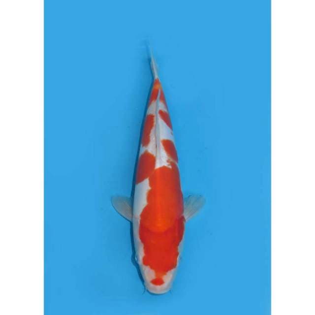 Kohaku Doitsu Murni - 28cm