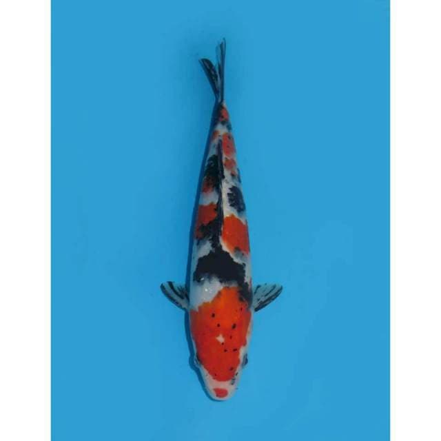 Tiger Sanke - 25cm