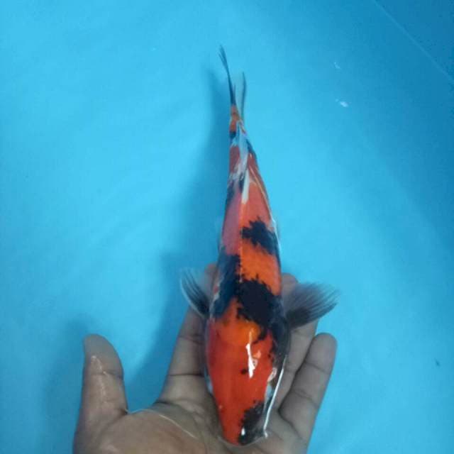 Showa 28 cm