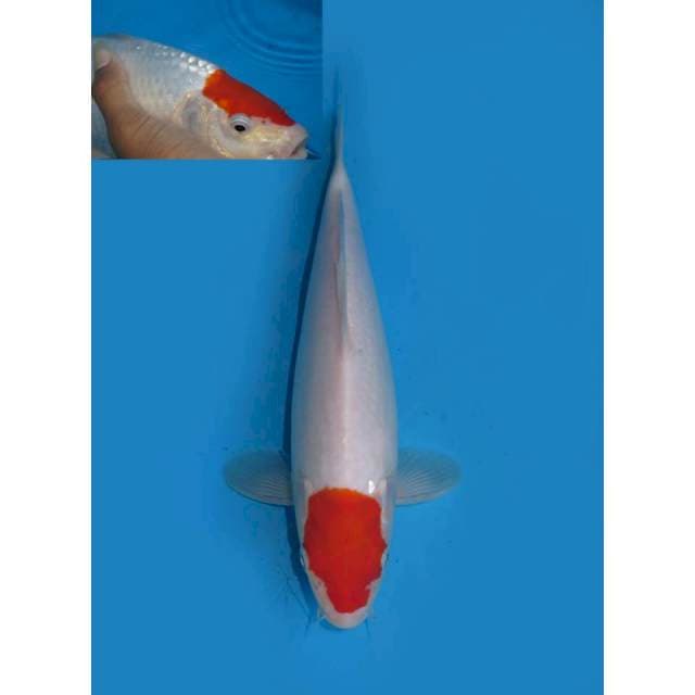 Tancho Original - 29cm