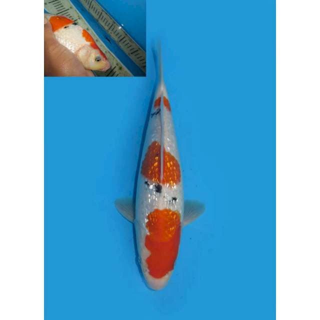 Sandan Sanke Ginrin HQ - 25cm