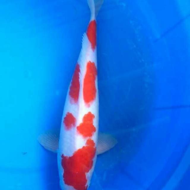 Sk kohaku